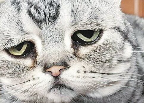 Ψιψίνα έγινε σταρ στο Instagram χάρη στο θλιμμένο βλέμμα της