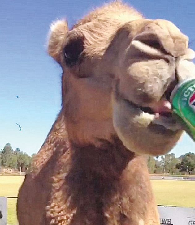 4e7a512f00000578 5978875 a truly thirsty camel has had his urges satisfied with a quick s a 18 1532235057508 0
