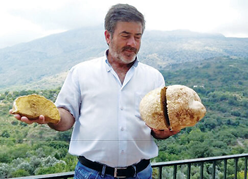 Σπάνιο μανιτάρι, βάρους τεσσάρων κιλών, βρέθηκε σε βουνοκορφή του Ρεθύμνου