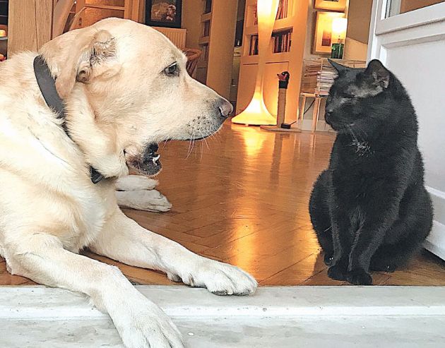 ΤΕΤ Α ΤΕΤ με μαύρη ψιψίνα