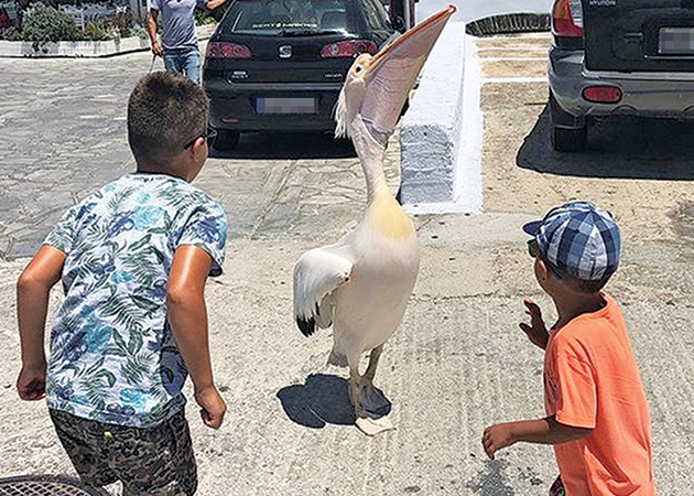 Παίζουν με πελεκάνο τα δύο παιδιά του Λιάγκα και της Σκορδά