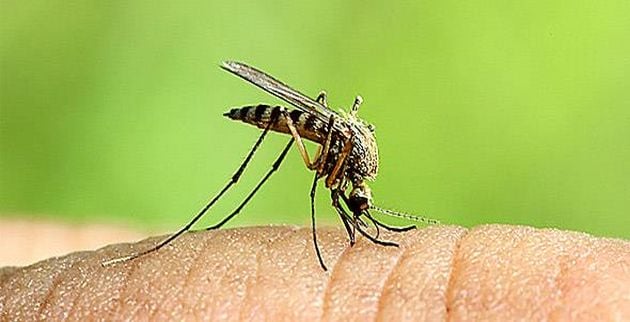 17743-tsibima_kounoupiou_590_b