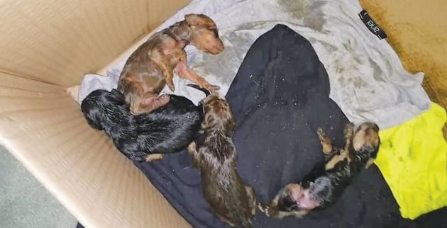 36524138_1383439655089253_8571512652633735168_n