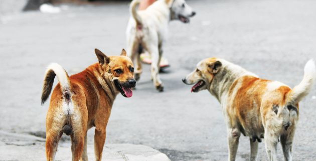 shutterstock_337561937