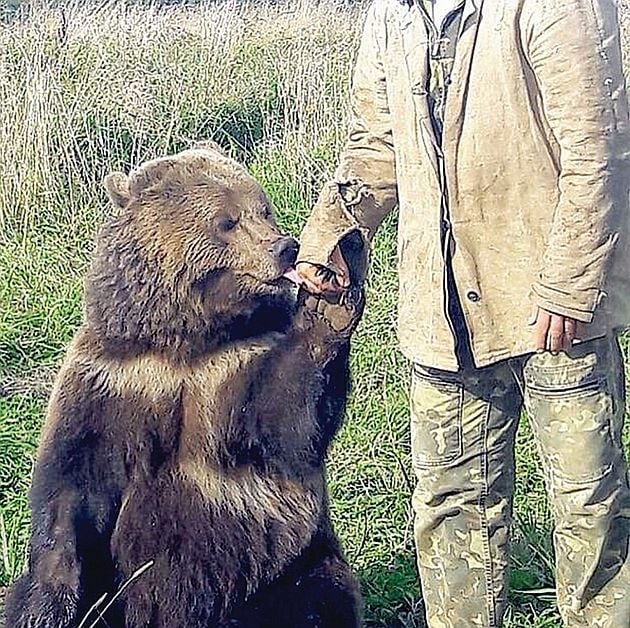 4392072 6184673 friendly bear mansur licks the hand of one of his protectors who a 10 1537361433476