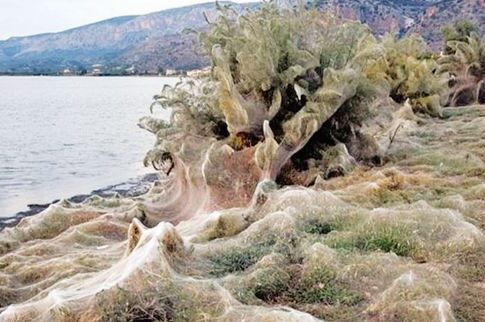 Αράχνες κάλυψαν με τον ιστό τους παραλία στο Αιτωλικό
