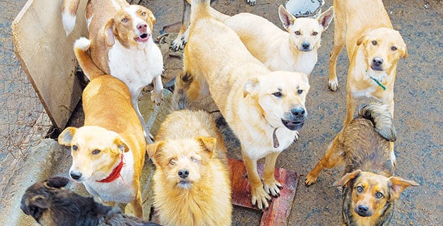 shutterstock_100768213