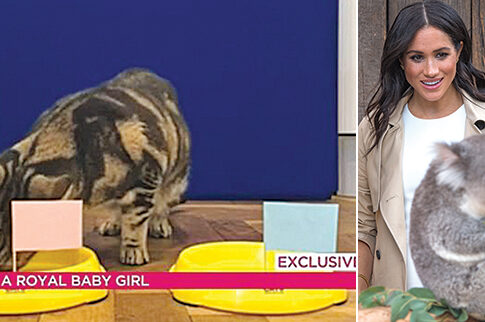 f3_-_5083978-6280941-a_psychic_cat_predicted_that_the_duke_and_duchess_of_sussex_s_ba-a-27_1539678794068