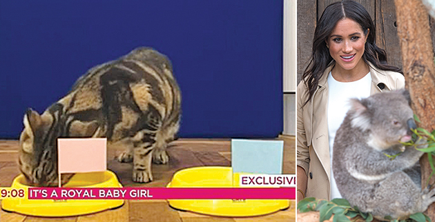 f3_-_5083978-6280941-a_psychic_cat_predicted_that_the_duke_and_duchess_of_sussex_s_ba-a-27_1539678794068