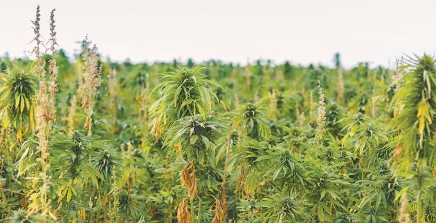 shutterstock_1016548750