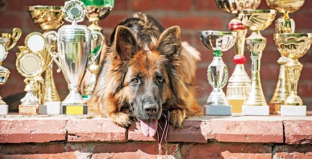 shutterstock_307259432