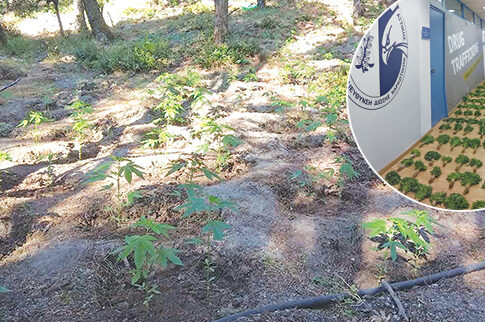 Φυτεία-μαμούθ στη Βοιωτία με φούντα αξίας 6.000.000 €