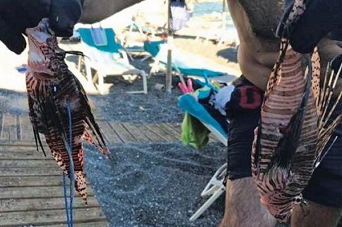 Επιασαν δύο λεοντόψαρα με... θανατηφόρα ομορφιά