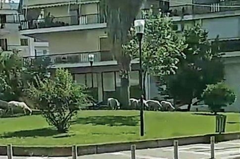 Πρόβατα βγήκαν «τσάρκα» στο Αγρίνιο και βόσκησαν σε δημοτικά παρτέρια