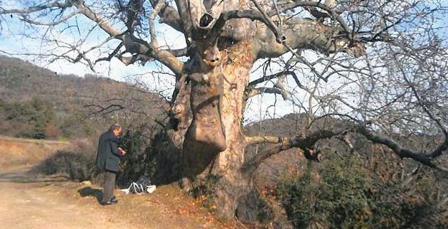 f3_-_platanos_larisa