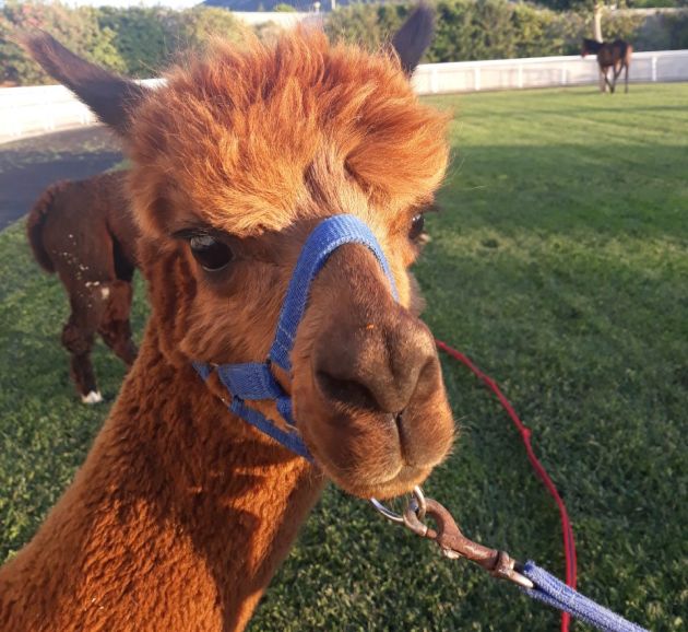 Τα παιδιά θα διασκεδάσουν με τα alpaca και τα πόνυ