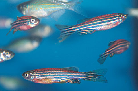 Το μυστικό του zebrafish