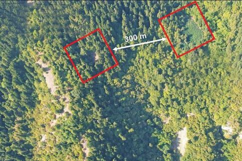 Drone «τσάκωσε» χωράφι με φούντες