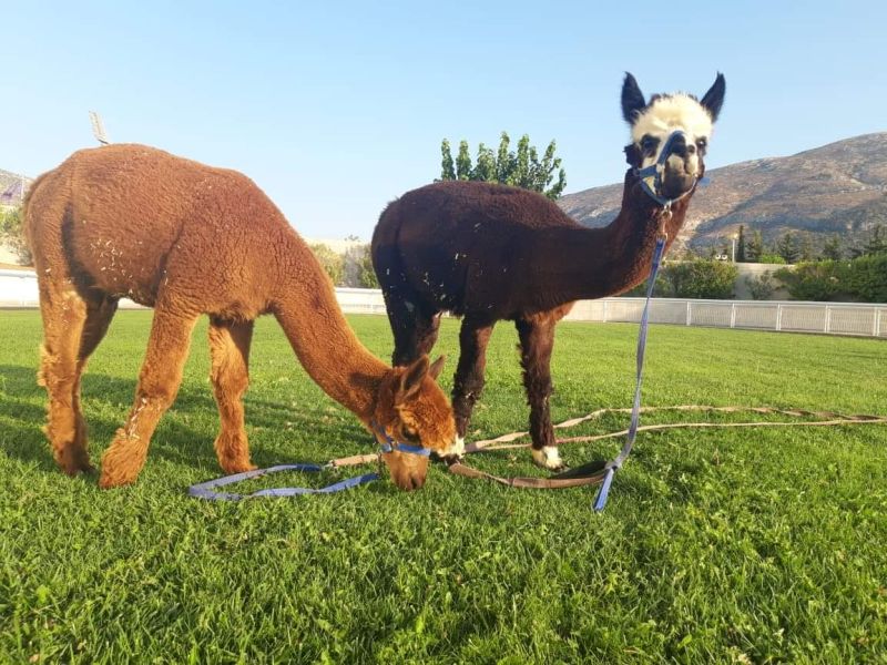 Τα εξωτικά alpaca περιμένουν τα παιδιά