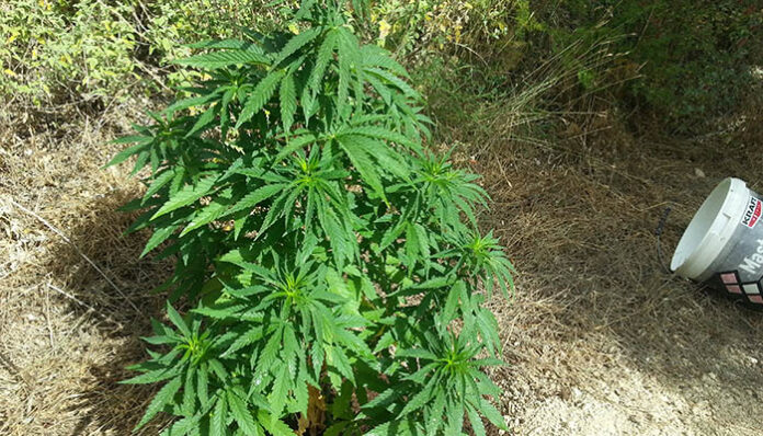 Τσάκωσαν πατέρα και γιο στη Λάρισα τη στιγμή που πήγαιναν να πουλήσουν την... πραμάτεια τους