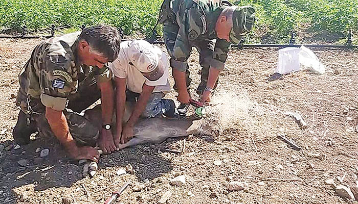 Οι δασοφύλακες έσωσαν τη ζωή ελαφιού στη Ρόδο