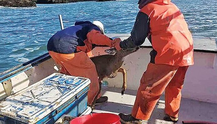 Πήγαν για αστακούς και ψάρεψαν... ελάφι