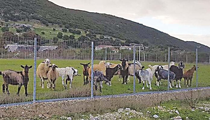 Πρόβατα έπαιξαν... μπάλα και καταβρόχθισαν χορτάρι αξίας 150.000 ευρώ!
