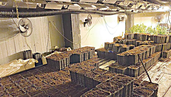 Άνοιγαν την ντουλάπα και έμπαιναν στην… καλλιέργεια κάνναβης