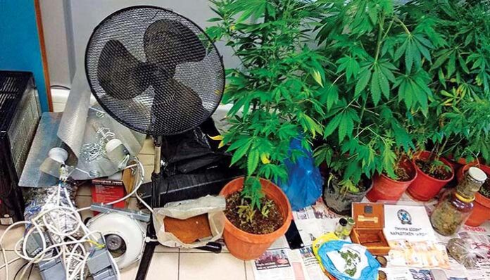 Ζευγάρι με χασισοκαλλιέργεια και γιαπωνέζικα όπλα