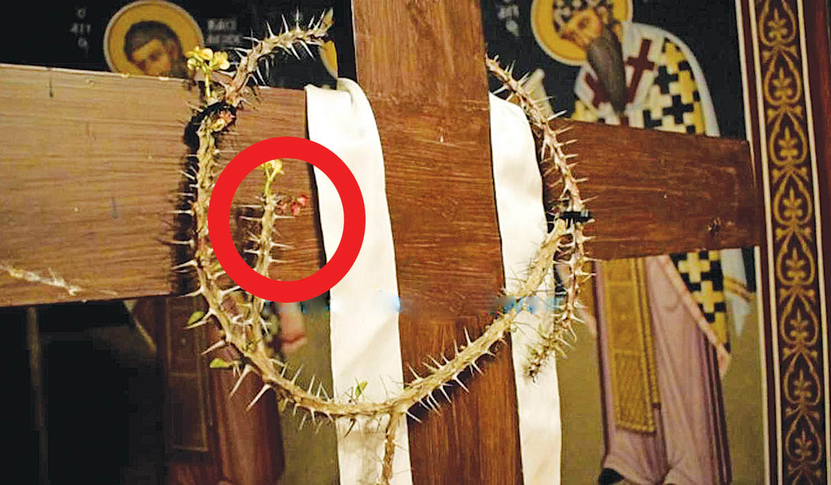 Άνθισε το ξερό στεφάνι που είχε τοποθετηθεί στον Εσταυρωμένο στην εκκλησία της Παναγίας Φανερωμένης στη Φωκίδα