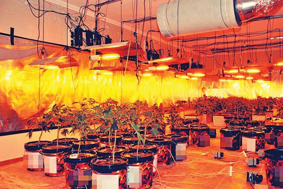 Χειροπέδες σε 46χρονη «γεωπόνο» που είχε μετατρέψει σε φυτεία κάνναβης το υπόγειο του σπιτιού της