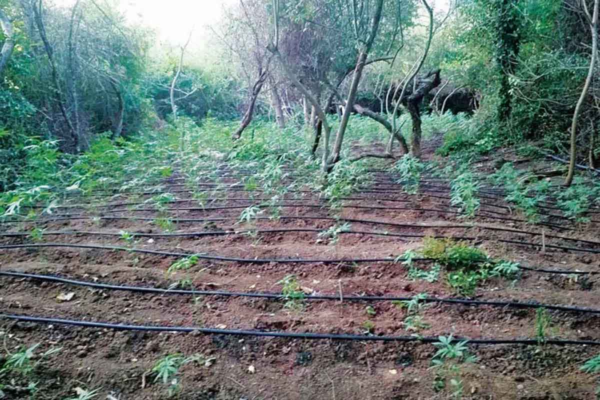 Με drone βρήκαν «λιβάδια» κάνναβης