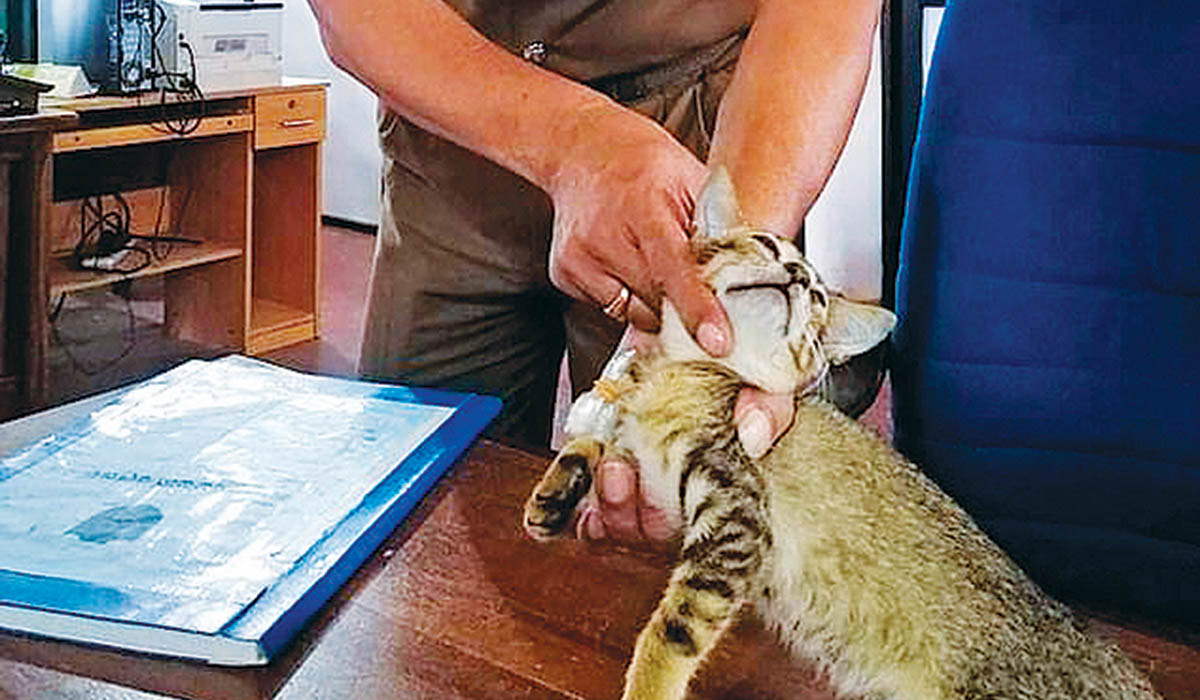 «Απέδρασε» από φυλακή γάτος που κουβαλούσε ηρωίνη και κάρτες SIM