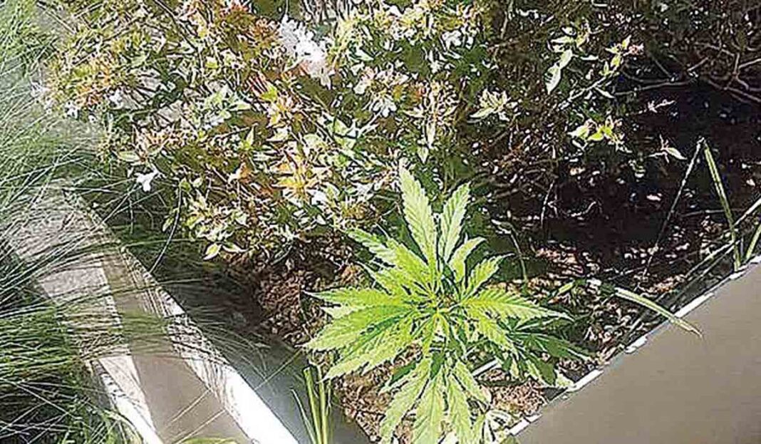 Ομάδα ακτιβιστών φύτεψε φούντες στις ζαρντινιέρες του δημάρχου Κώστα Μπακογιάννη
