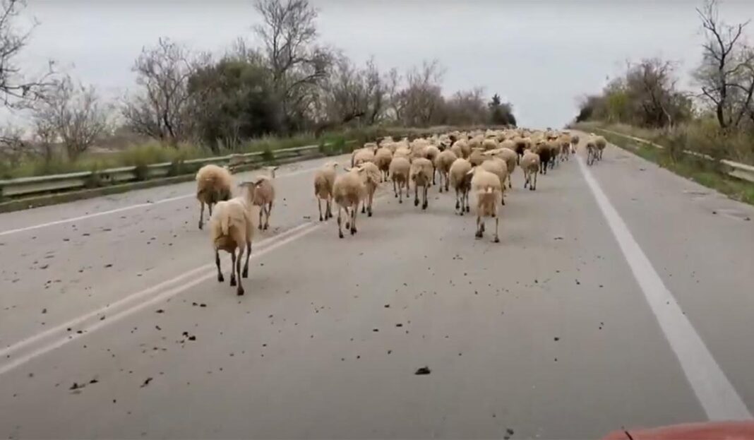 Ηλεία: «Βόλτα» στην Εθνική Οδό έκανε ένα κοπάδι από πρόβατα (video)