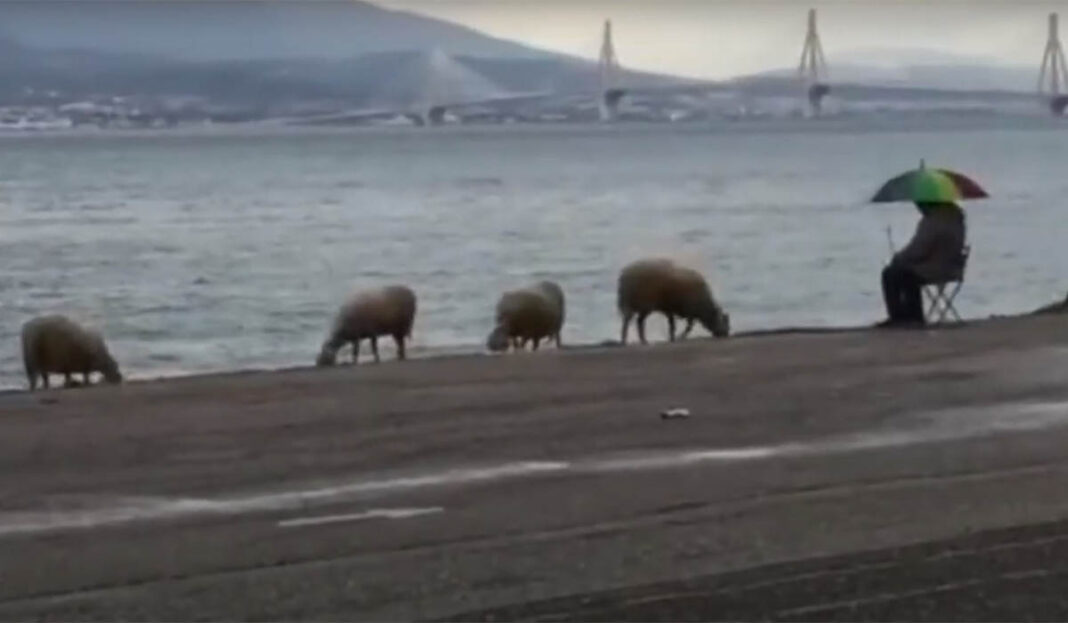 Βοσκός έβγαλε τα... πρόβατα στην παραλία και ατένιζε την θάλασσα (video)