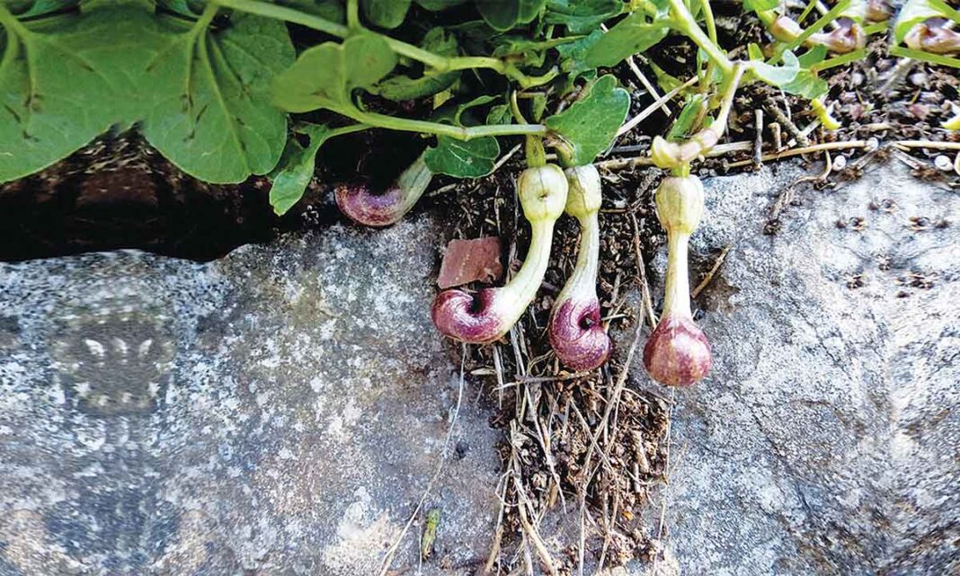 Το Aristolochia microstoma παγιδεύει έντομα που τα χρησιμοποιεί για γονιμοποίηση