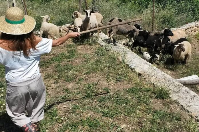 Από τη σειρά «Κωνσταντίνου και Ελένης» στους αγρούς με τα πρόβατα