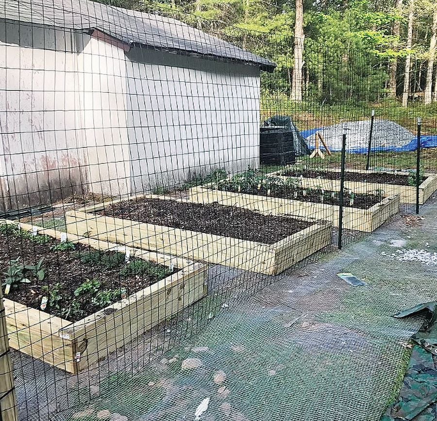 Gilbert said she started to grow her own strawberries and has a chicken coop she now attends to every morning