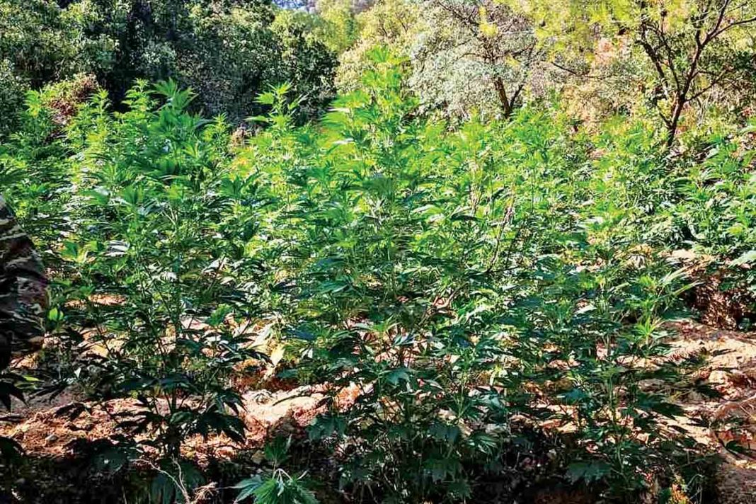 Βρέθηκαν 2.225 δενδρύλλια κάνναβης στη Βοιωτία! Μία σύλληψη αλλοδαπού