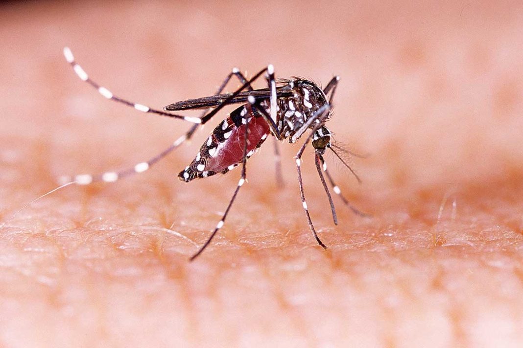 Το κουνούπι Aedes aegypti απειλεί μετά από 60 χρόνια την Ελλάδα