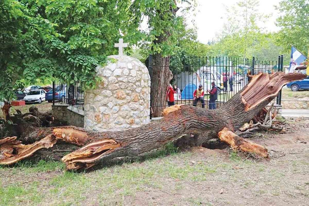 Ξεριζώθηκε το δέντρο στον Ι. Ν. Αγίου Νικολάου εν Βουνένοις στη Λάρισα, που έχει συνδεθεί με δεκάδες θαύματα