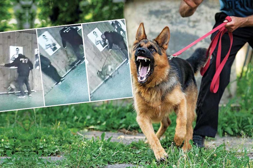 Αποκάλυψη: Κακοποίηση σκύλων και bullying στους χειριστές των Κ9 της ΕΛ.ΑΣ.
