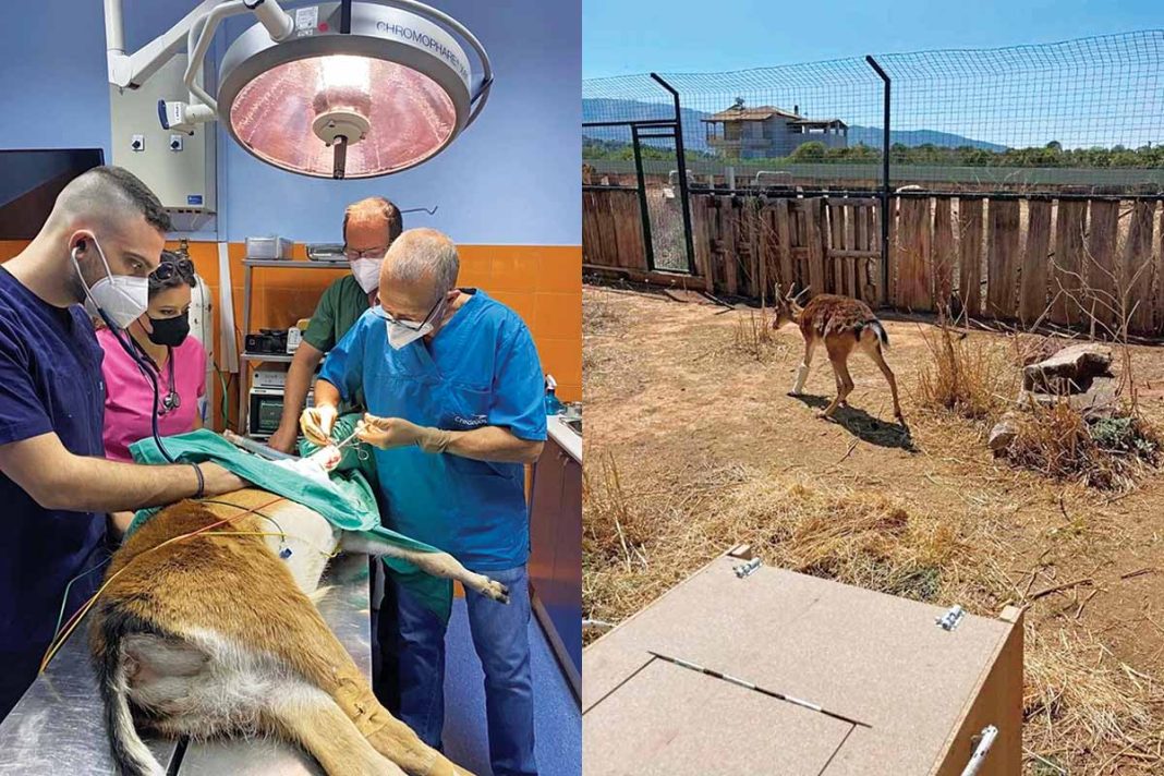 Χειρουργήθηκε το νεογέννητο ελαφάκι που γλίτωσε από τις φλόγες