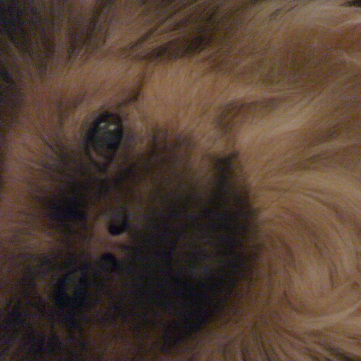 Photo by BETTY ΜΑGGIRA on November 21 2023. May be an image of Pekinese and chihuahua