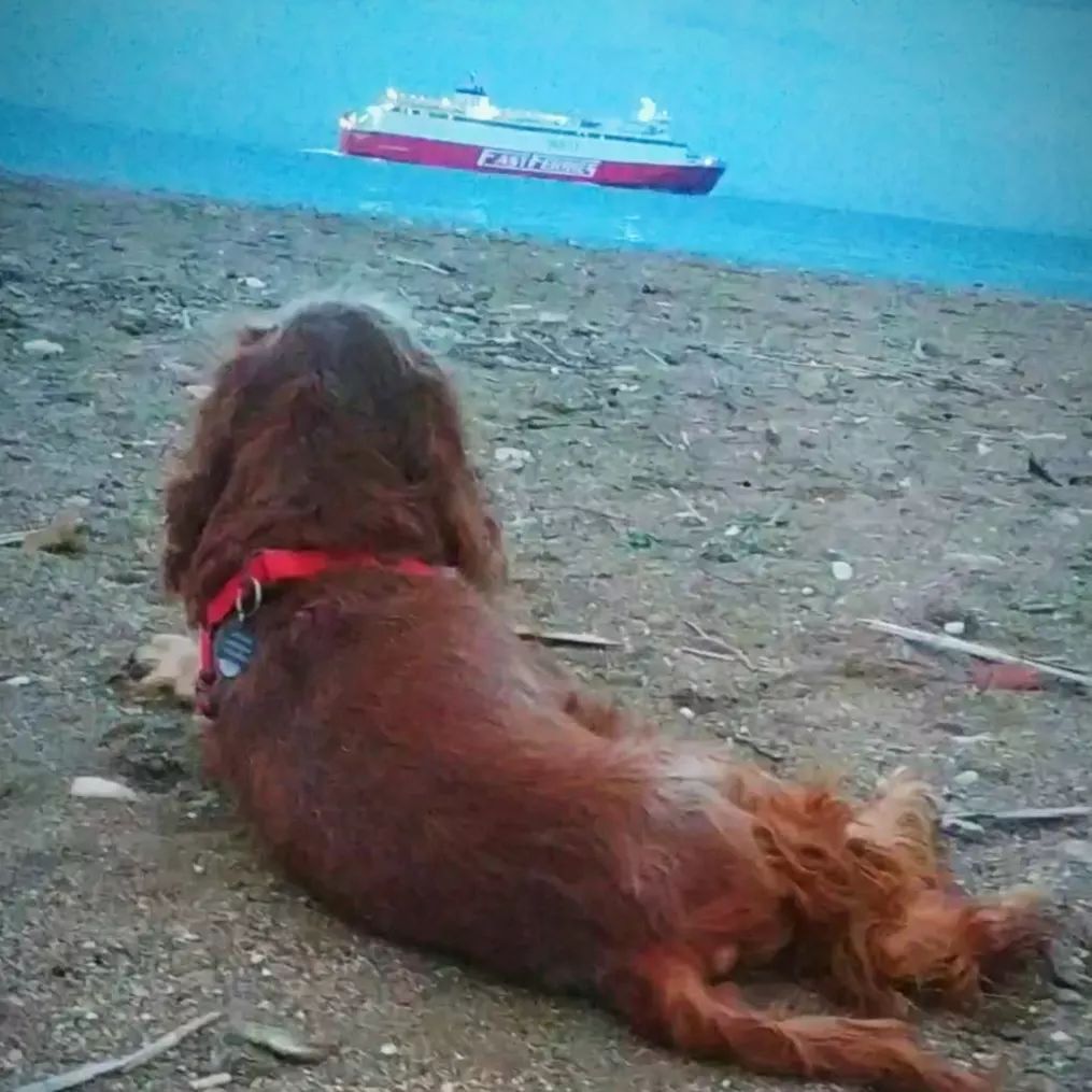 Photo by Kostis Savvidakis on November 23 2023. May be an image of Sussex spaniel and cocker spaniel