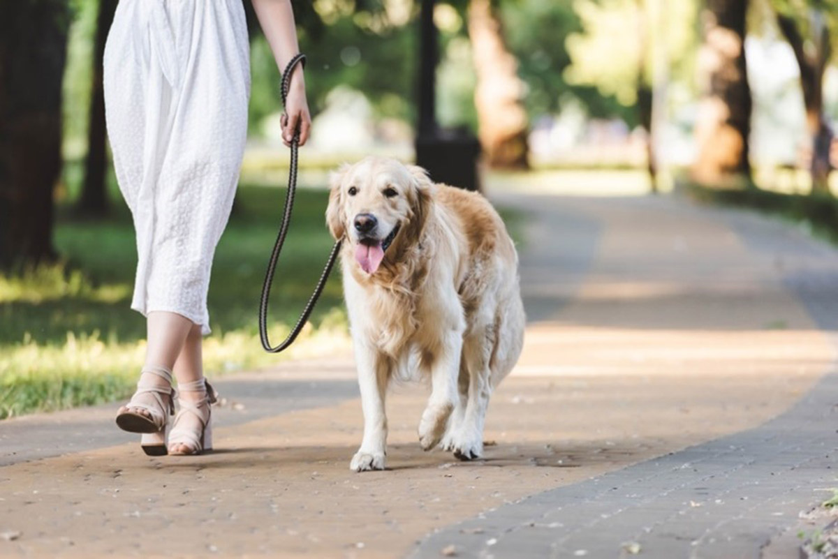 5+1 βήματα για να καθαρίσετε τον σκύλο σας μετά τη βόλτα!