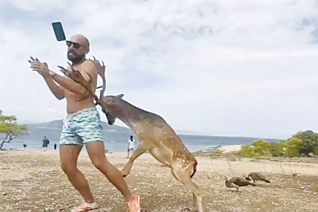Τουρίστας στην Αίγινα πλήρωσε τη selfie με ελάφι με σπασμένα πλευρά