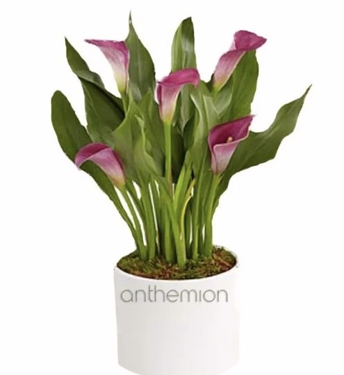 Λουλούδια για γιορτή