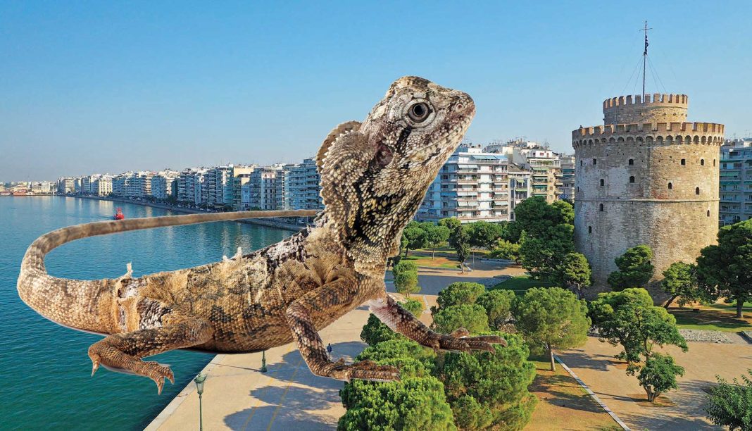 Αμαζόνιος η Θεσσαλονίκη! Σαύρες, βόες και άλλα ερπετά που τριγυρνούν ελεύθερα